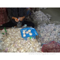 Best Quality Of Jinxiang Normal White Garlic 2019